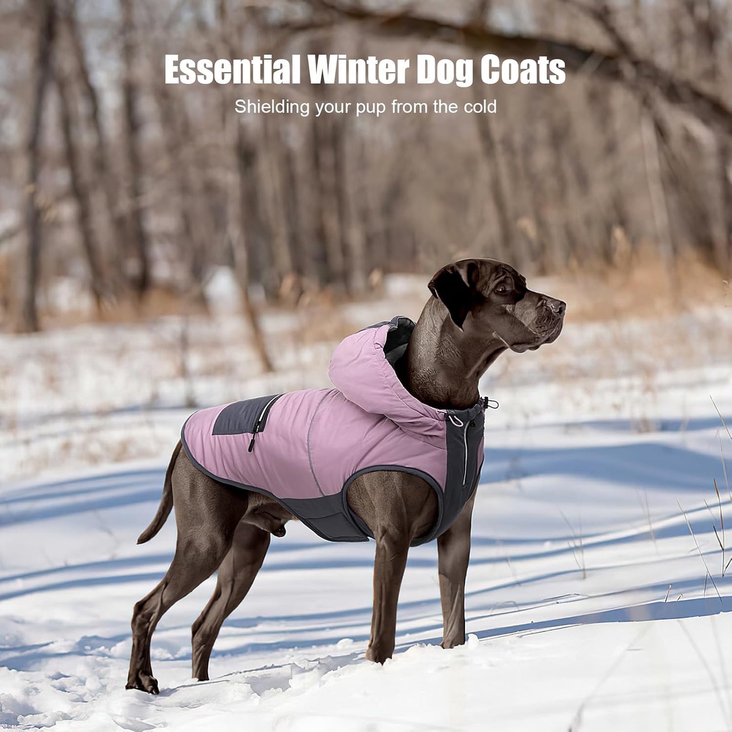 Padded winter dog coat with hood