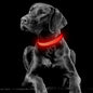 Light up Rechargeable LED Dog Collar (Red, Medium)